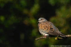 Turtle dove